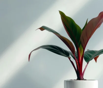 Camera 27 Oct, 2025 Behind the Lens: My Journey Capturing Stories Through Portrait